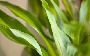 Crown and Bridgework