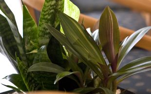 Crown and Bridgework